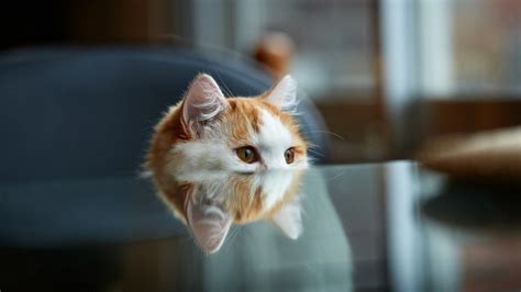 sexpicturespass|Hd Pussy Wallpapers .